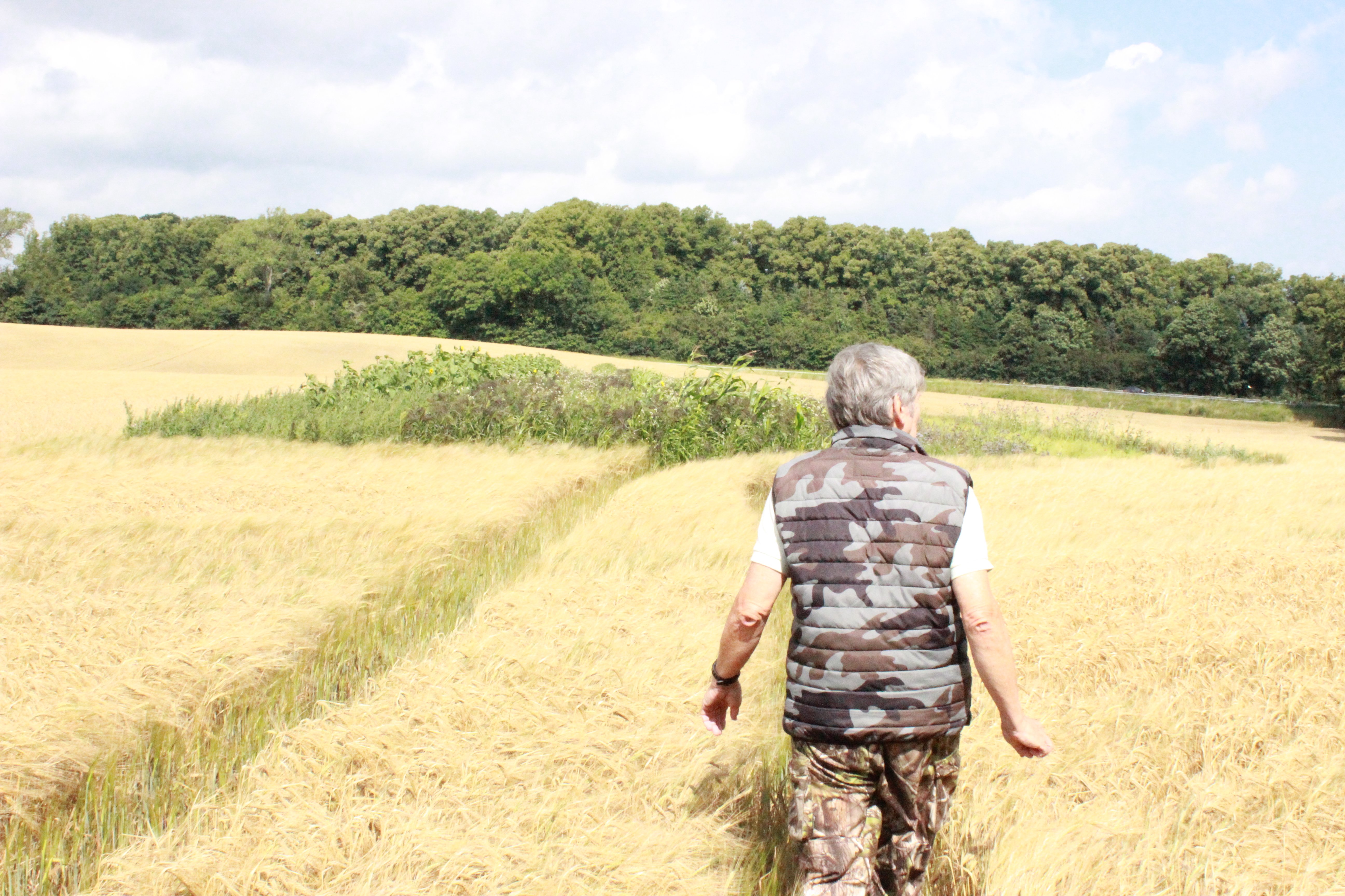 Det ved vi om azol-restistens | CropLife Danmark